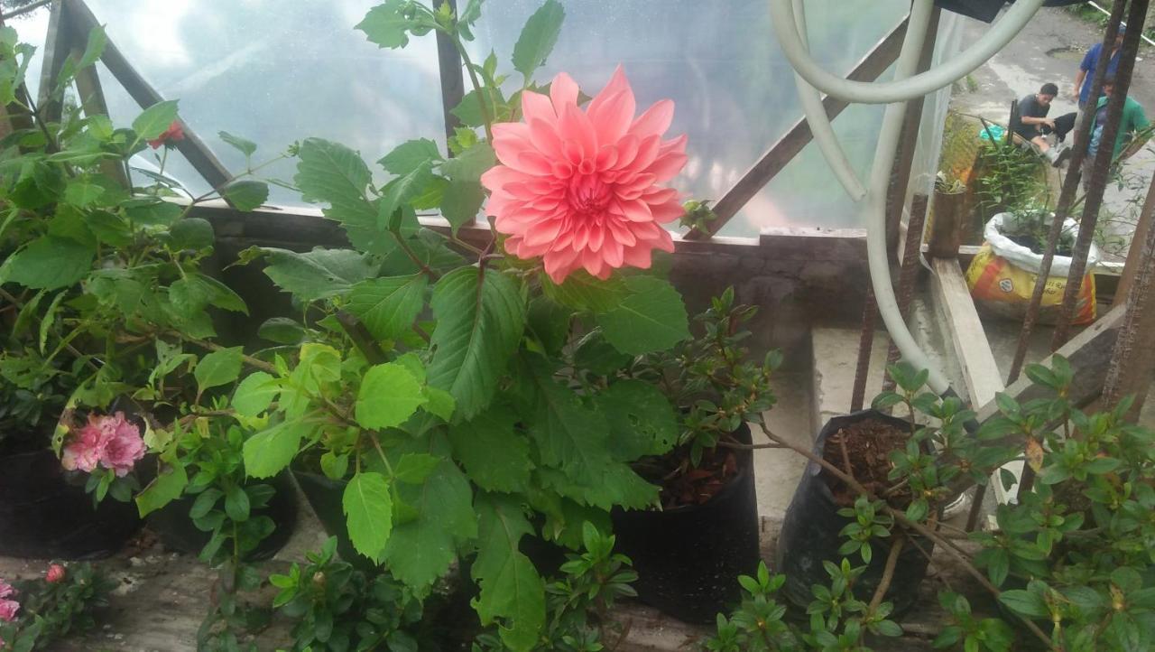 Shalom Inn Home Stay Dardzsiling Kültér fotó