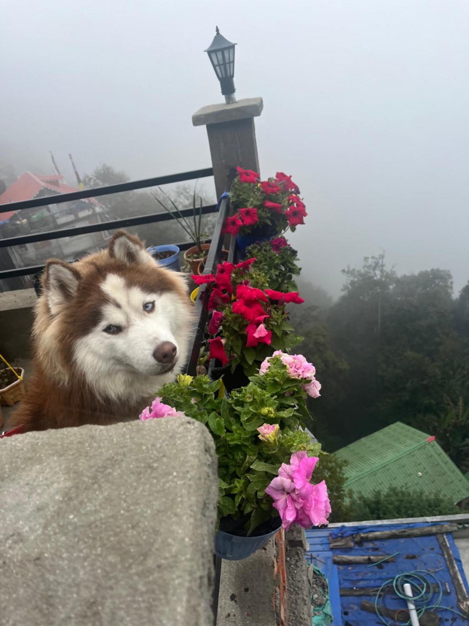 Shalom Inn Home Stay Dardzsiling Kültér fotó