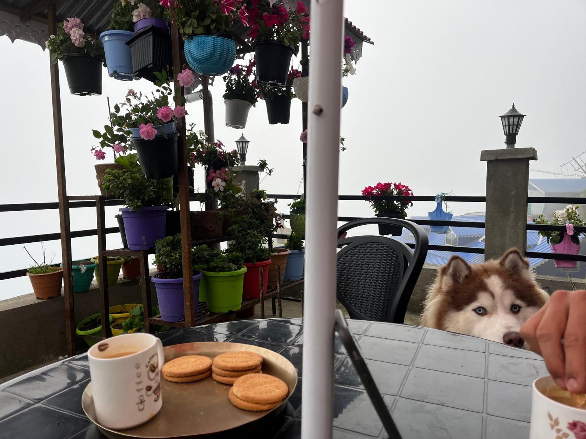 Shalom Inn Home Stay Dardzsiling Kültér fotó
